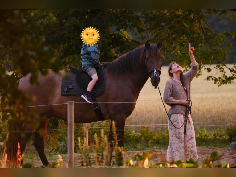 Andaluces Caballo castrado 8 años 178 cm in Pribram