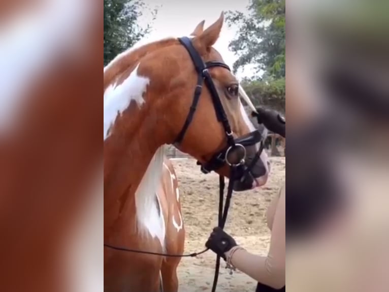 Andaluces Caballo castrado 8 años in Küssaberg