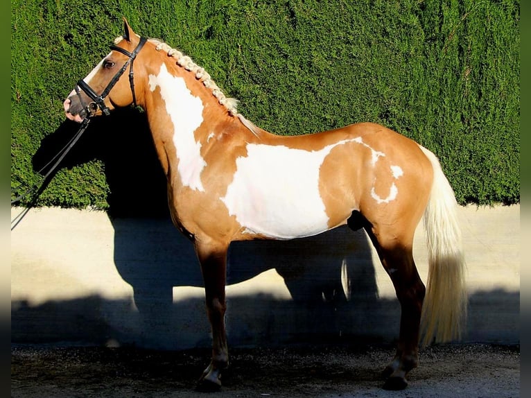 Andaluces Caballo castrado 8 años in Küssaberg