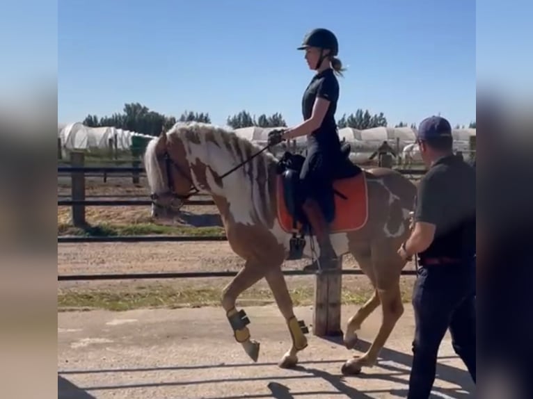 Andaluces Caballo castrado 8 años in Küssaberg