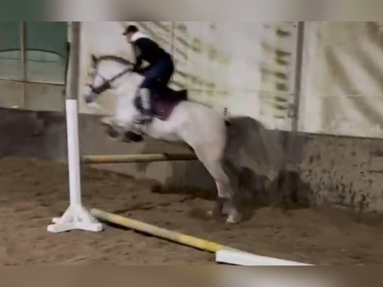 Andaluces Caballo castrado 8 años Tordo in Rechnitz