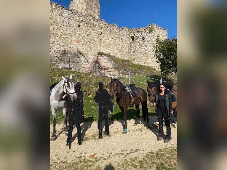 Andaluces Mestizo Caballo castrado 9 años 150 cm Castaño oscuro in Schalchen