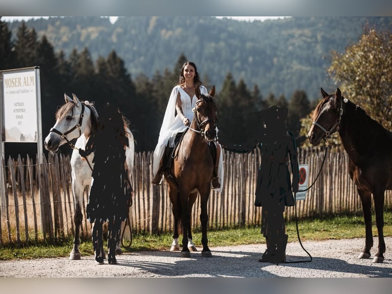 Andaluces Mestizo Caballo castrado 9 años 150 cm Castaño oscuro in Schalchen