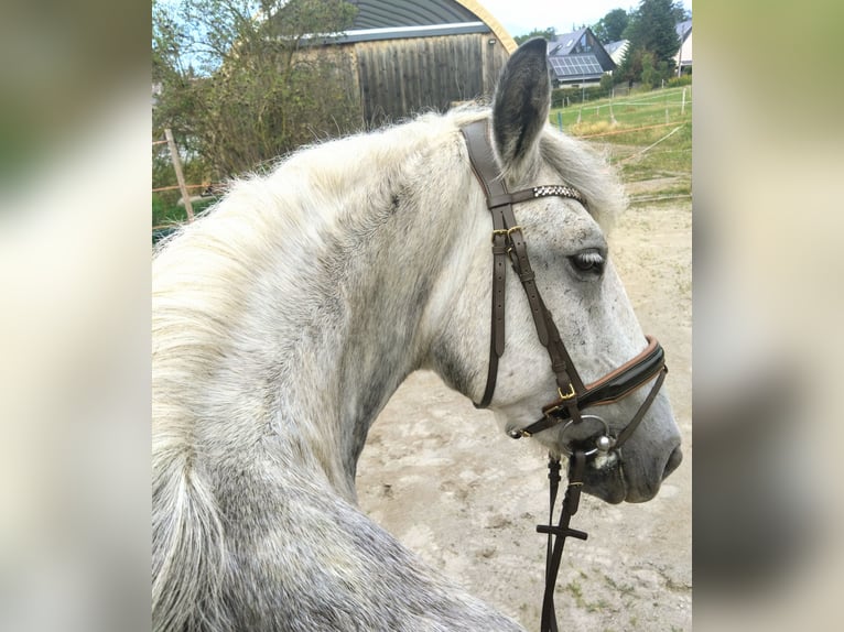 Andaluces Mestizo Caballo castrado 9 años 151 cm Tordo rodado in Scheibenberg