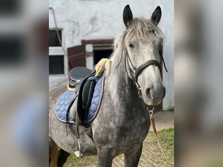 Andaluces Mestizo Caballo castrado 9 años 151 cm Tordo rodado in Scheibenberg