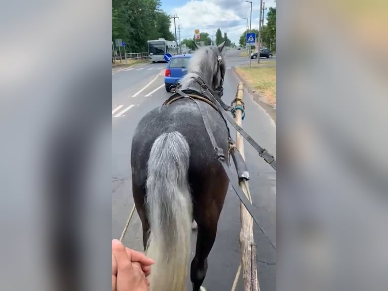 Andaluces Mestizo Caballo castrado 9 años 151 cm Tordo rodado in Scheibenberg