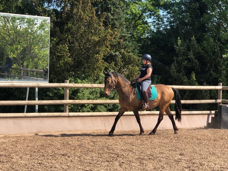 Andaluces Mestizo Caballo castrado 9 años 152 cm Bayo in Mühlacker