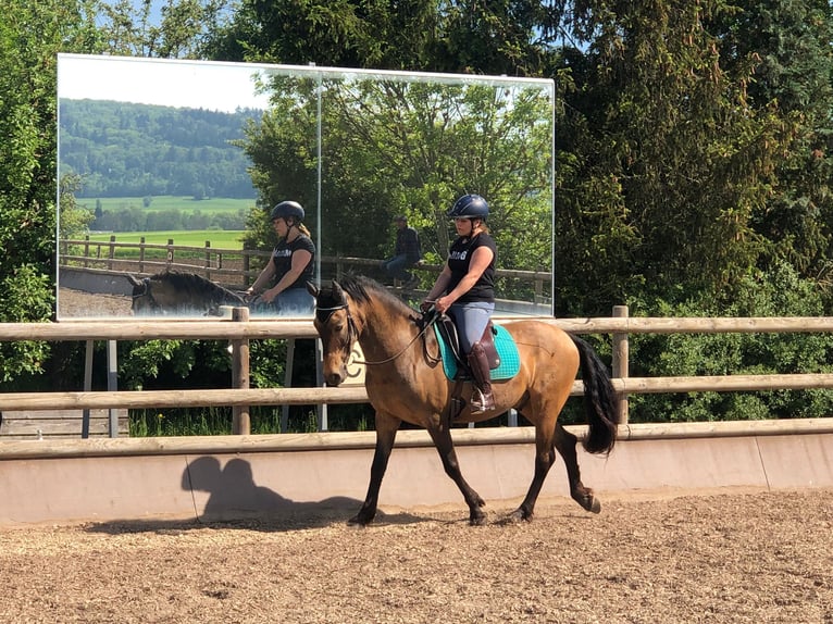 Andaluces Mestizo Caballo castrado 9 años 152 cm Bayo in Mühlacker