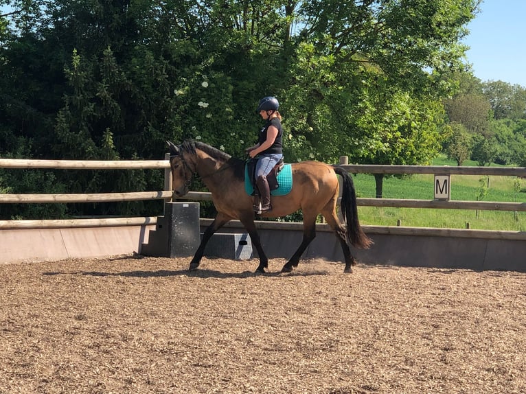 Andaluces Mestizo Caballo castrado 9 años 152 cm Bayo in Mühlacker