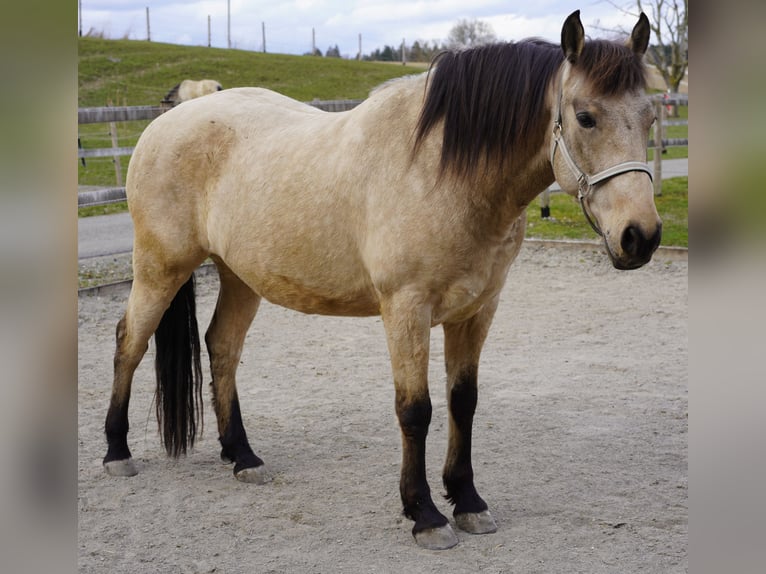 Andaluces Caballo castrado 9 años 155 cm Bayo in Ebersbach-Musbach