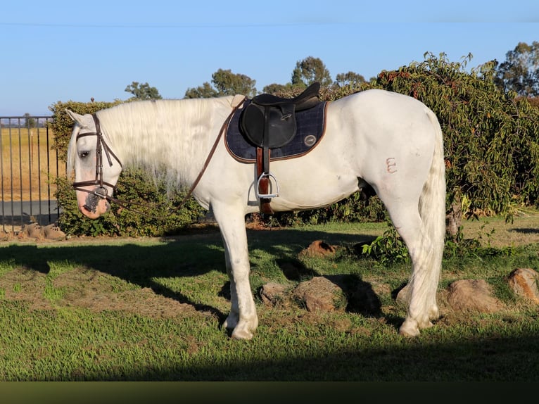 Andaluces Caballo castrado 9 años 155 cm Tordo in Pleasant  Grove CA