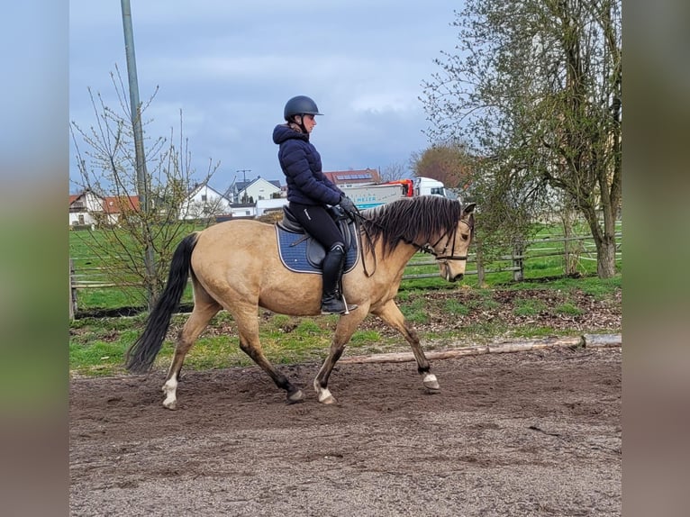 Andaluces Mestizo Caballo castrado 9 años 156 cm Bayo in Karlshuld