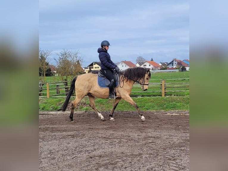 Andaluces Mestizo Caballo castrado 9 años 156 cm Bayo in Karlshuld