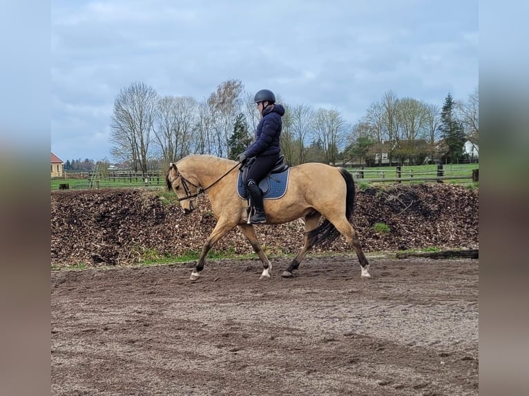 Andaluces Mestizo Caballo castrado 9 años 156 cm Bayo in Karlshuld