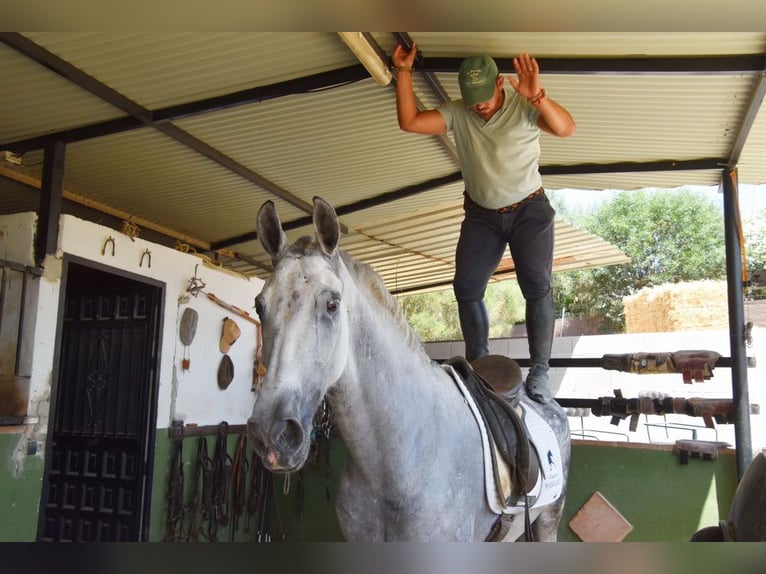 Andaluces Caballo castrado 9 años 156 cm Tordo in Provinz  Malaga