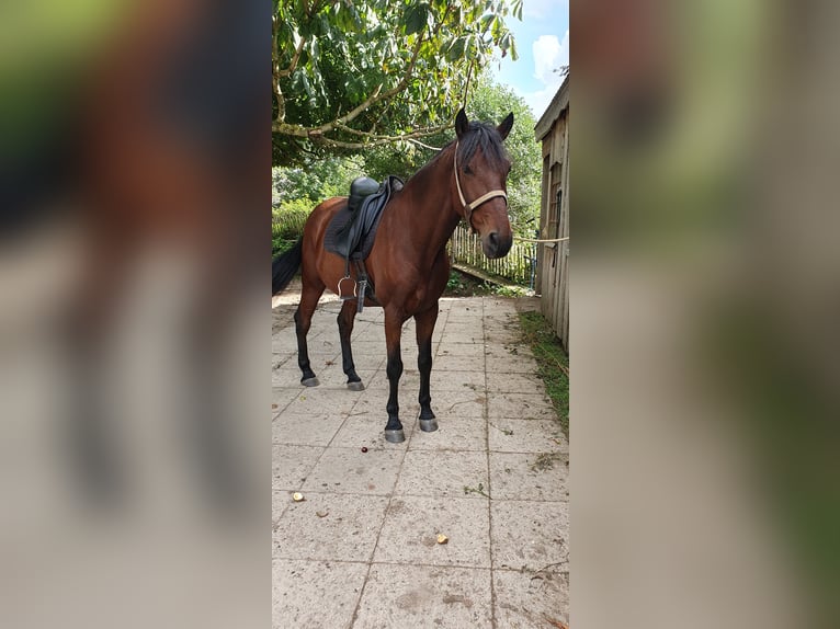 Andaluces Caballo castrado 9 años 158 cm Castaño in Langwedel