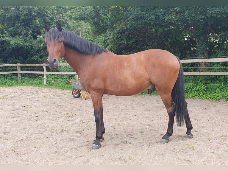 Andaluces Caballo castrado 9 años 158 cm Castaño in Langwedel