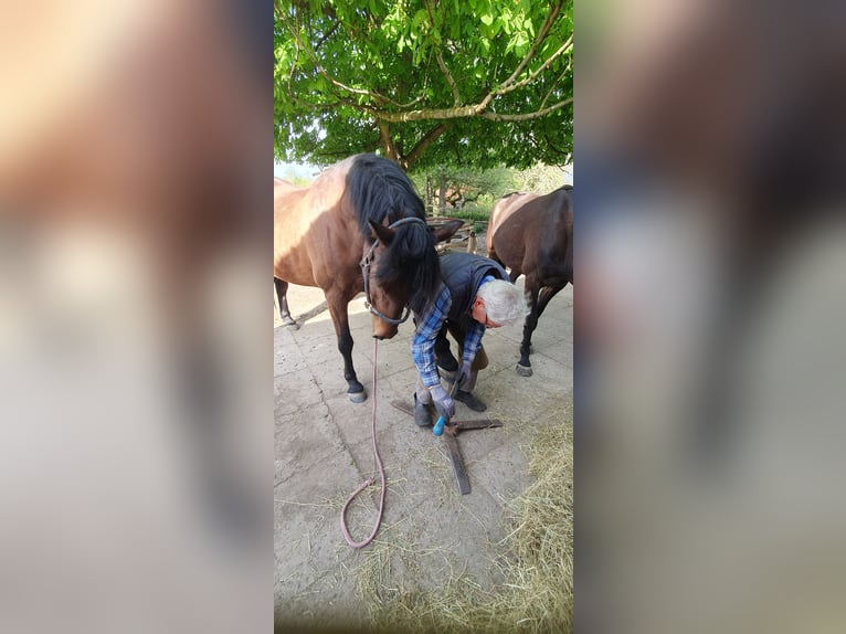 Andaluces Caballo castrado 9 años 158 cm Castaño in Langwedel