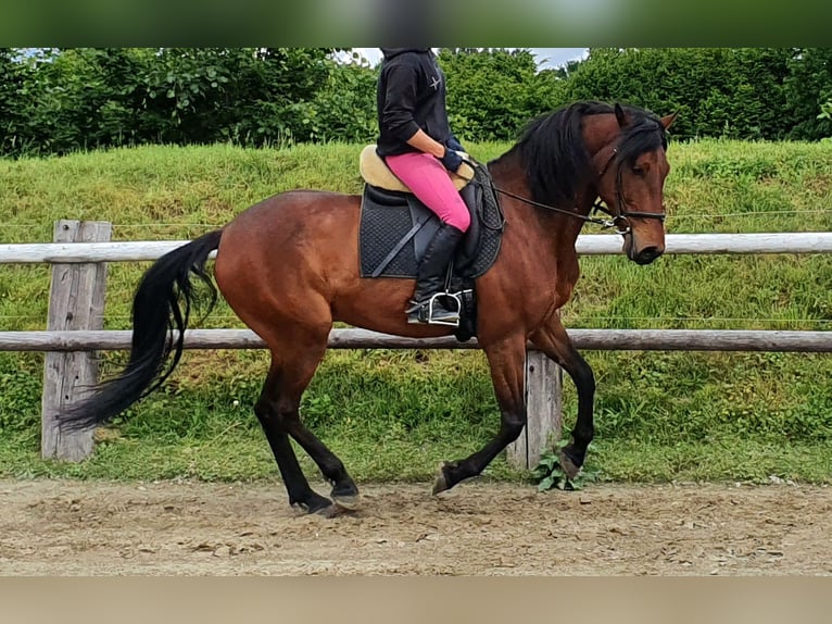 Andaluces Caballo castrado 9 años 158 cm Castaño in Langwedel