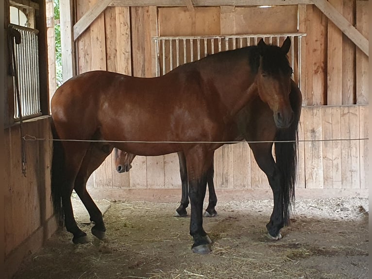 Andaluces Caballo castrado 9 años 158 cm Castaño in Langwedel