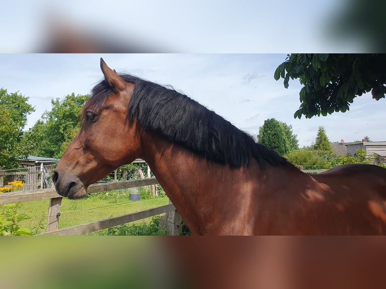 Andaluces Caballo castrado 9 años 158 cm Castaño in Langwedel