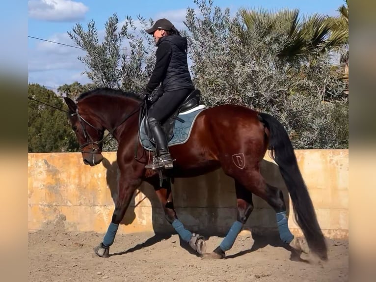 Andaluces Caballo castrado 9 años 160 cm Castaño oscuro in Martfeld