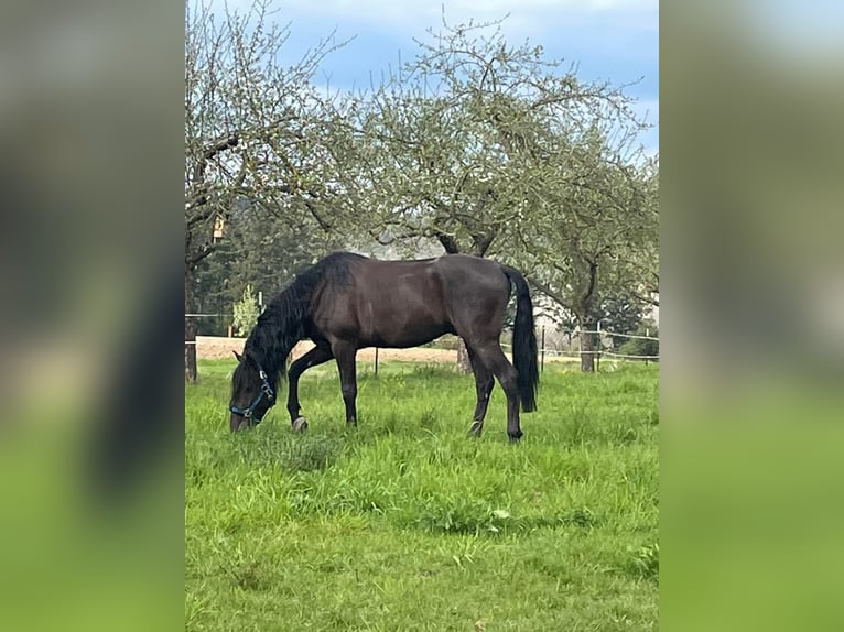Andaluces Mestizo Caballo castrado 9 años 162 cm Castaño oscuro in Wittlich