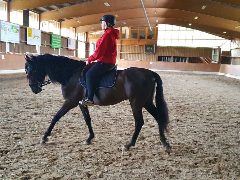 Andaluces Mestizo Caballo castrado 9 años 162 cm Castaño oscuro in Wittlich