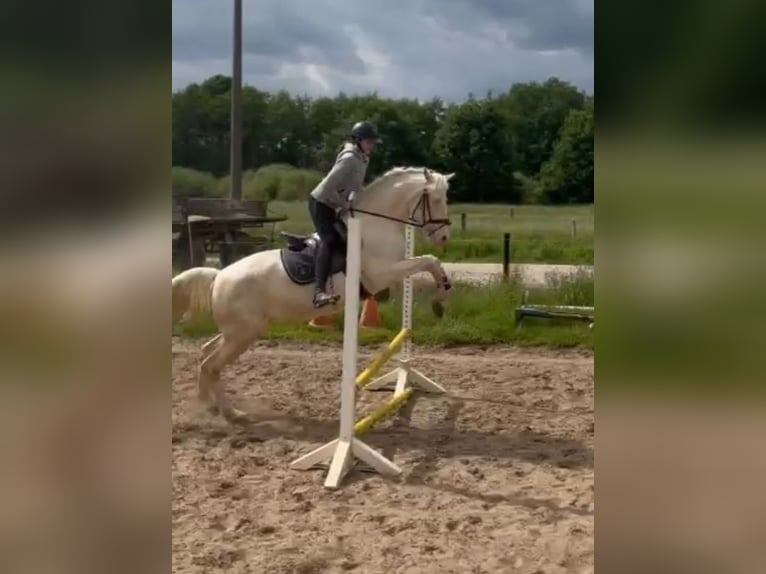 Andaluces Mestizo Caballo castrado 9 años 162 cm Cremello in Lehre