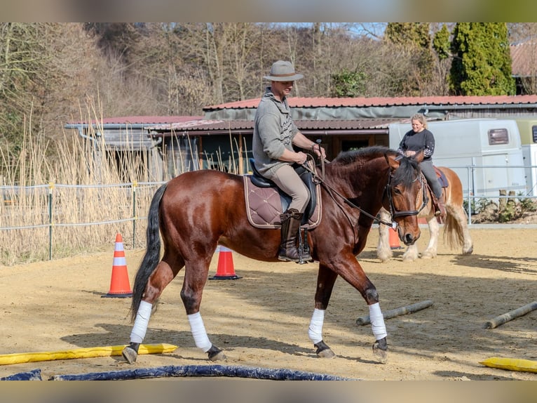 Andaluces Caballo castrado 9 años 165 cm Castaño in Wülfrath