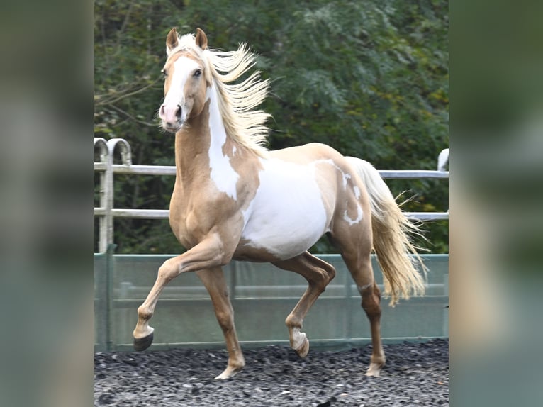 Andaluces Caballo castrado 9 años in Küssaberg