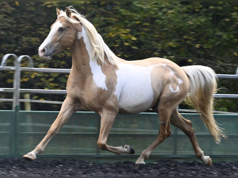 Andaluces Caballo castrado 9 años in Küssaberg