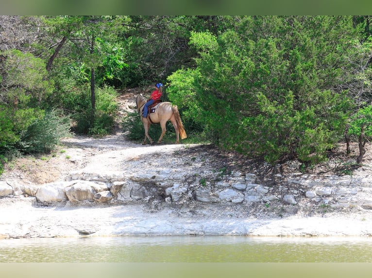 Andaluces Caballo castrado 9 años Champán in Forney
