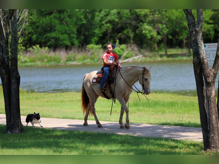 Andaluces Caballo castrado 9 años Champán in Forney