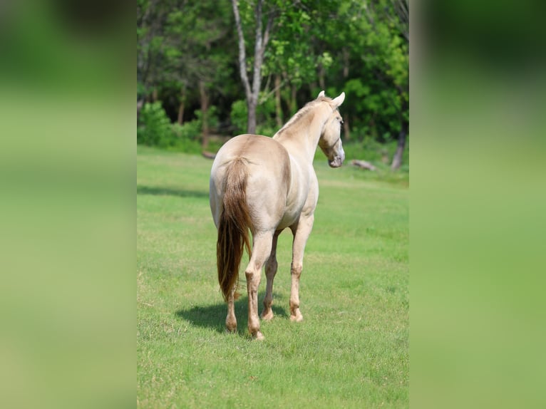 Andaluces Caballo castrado 9 años Champán in Forney