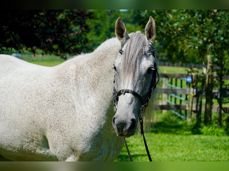 Andaluces Mestizo Caballo castrado 9 años Tordo in Frederick