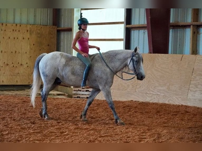 Andaluces Mestizo Caballo castrado 9 años Tordo in Frederick