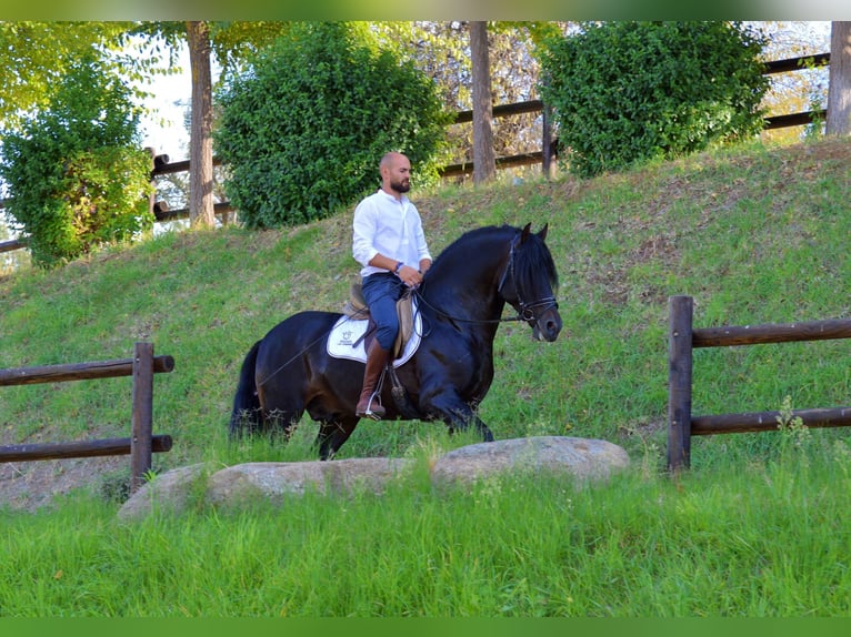 Andaluces Semental 10 años 163 cm Castaño in Castuera