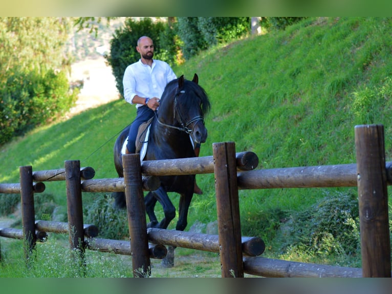 Andaluces Semental 10 años 163 cm Castaño in Castuera
