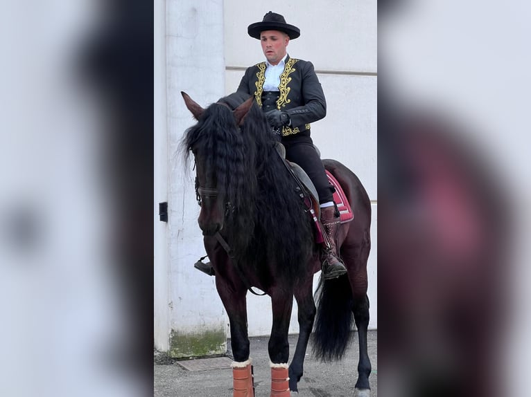 Andaluces Semental 10 años 166 cm Castaño oscuro in Carlazzo