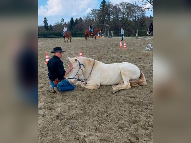 Andaluces Semental 12 años 152 cm Cremello in Frauenneuharting