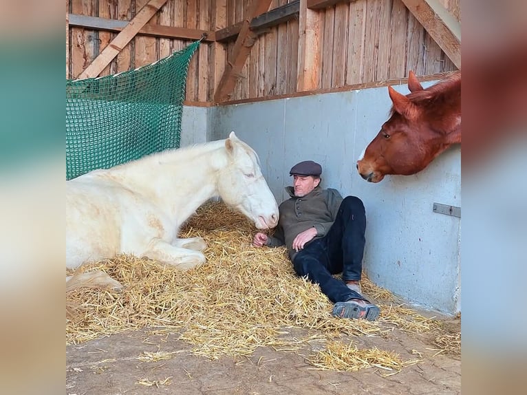 Andaluces Semental 12 años 152 cm Cremello in Frauenneuharting