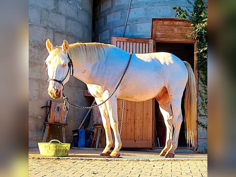 Andaluces Semental 12 años 152 cm Cremello in Frauenneuharting