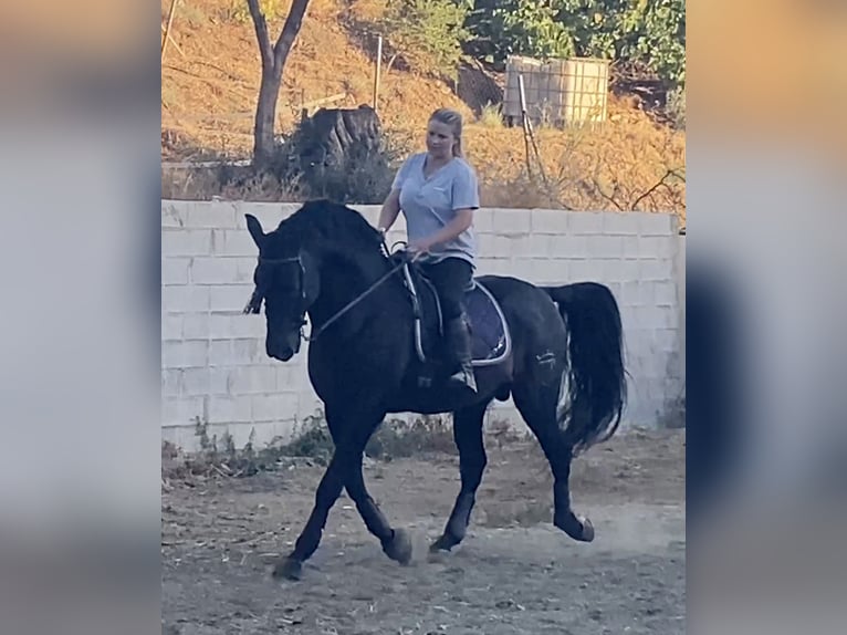 Andaluces Semental 12 años 167 cm Castaño oscuro in Mijas