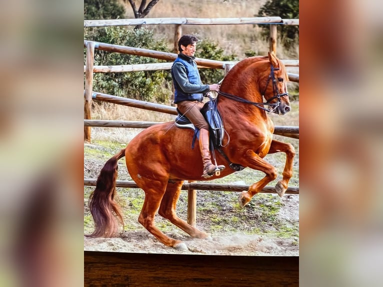 Andaluces Semental 12 años Alazán rojizo in Cebreros