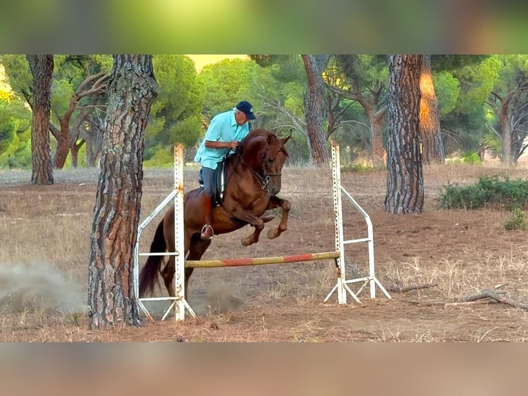 Andaluces Semental 12 años Alazán rojizo in Cebreros