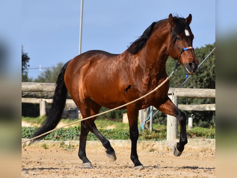 Andaluces Semental 13 años 157 cm Castaño in Menorca