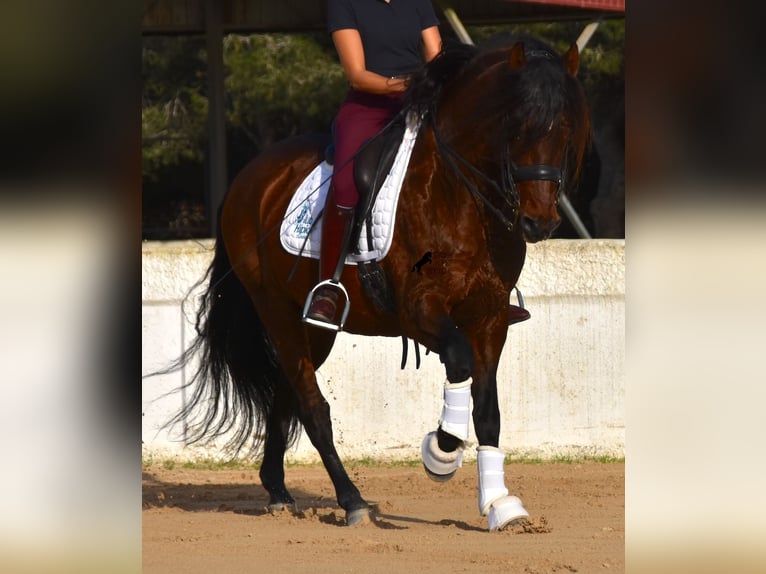 Andaluces Semental 13 años 157 cm Castaño in Menorca