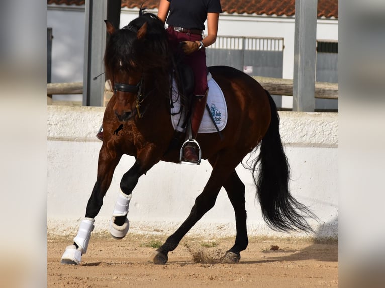 Andaluces Semental 13 años 157 cm Castaño in Menorca