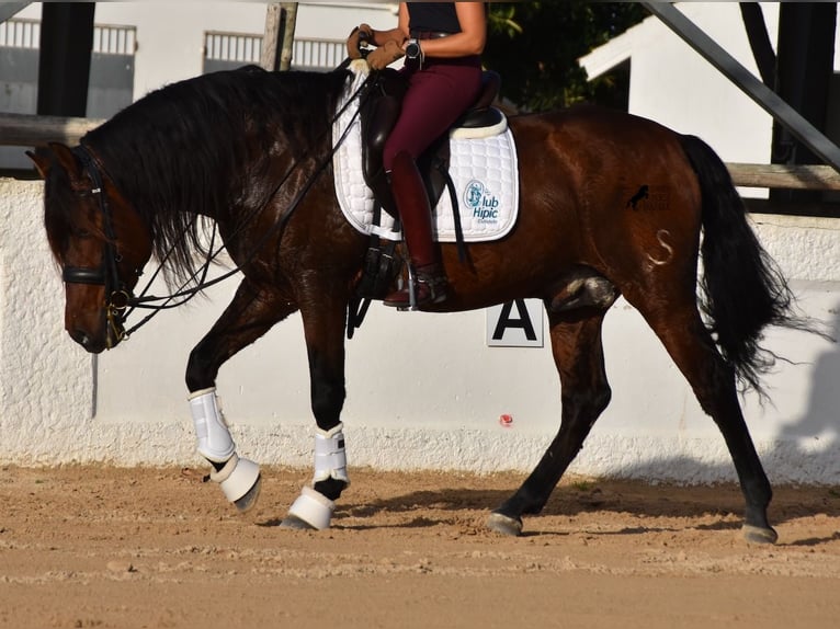 Andaluces Semental 13 años 157 cm Castaño in Menorca